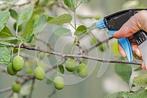 Plum tree spraying against pests