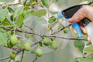 Plum tree spraying against pests