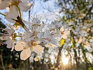 Plum tree in spring bloom at sunset