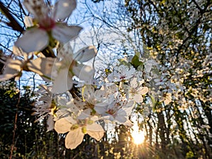 Plum tree in spring bloom at sunset