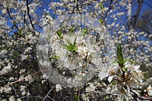 Plum tree in Springtime Blossom with White Flowers