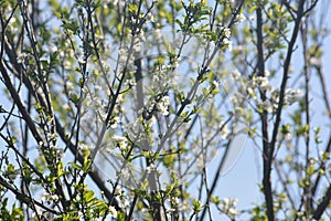 Plum Tree With Thier Flower