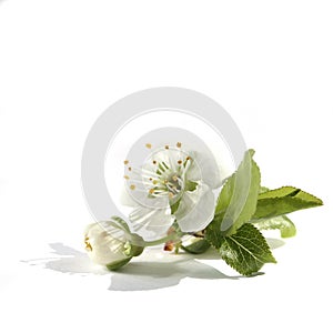 Plum tree white flower isolated on white