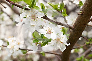 Plum-tree white flowers.