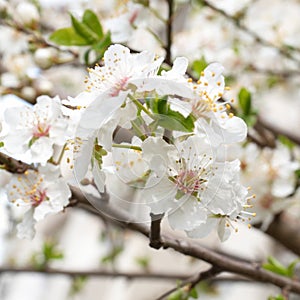 Plum-tree white flowers.