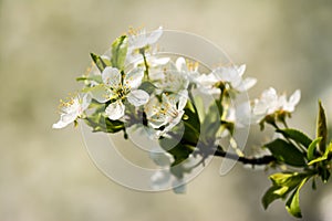 Plum Tree White Flowers