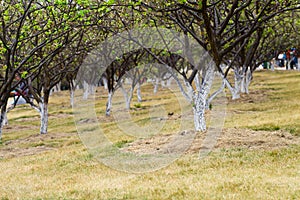 Plum trees