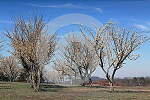 Plum trees in bloom photo