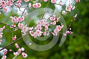 Plum trees blooming