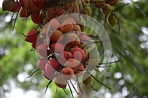 Plum trees in the garden Have red balls