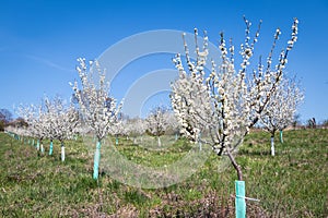 Plum trees orchard in bloom at springtime