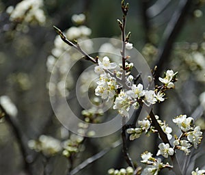 Plum twig with white blossoms in spring.