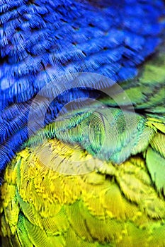 Plumage