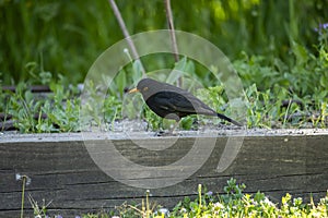 The plumage of adult males is completely black and contrasts strongly with the yellow or yellow-orange eye ring and a yellow beak