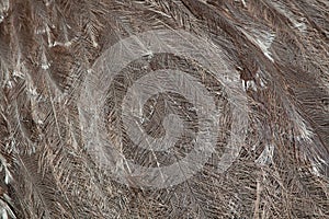 Plumage of the Darwin's rhea (Rhea pennata).