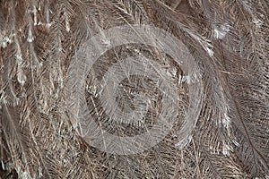 Plumage of the Darwin's rhea (Rhea pennata). photo