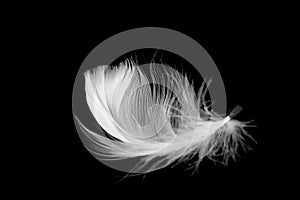 plumage feather pink isolated on black