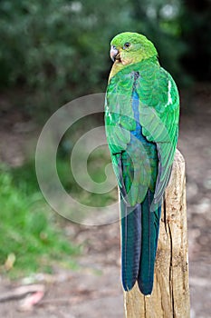 Plumage feathers on back of a female Australian King Parrot, Alisterus scapularis, perched on a fence post, Kennett River,