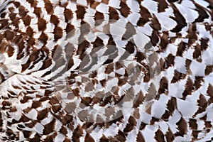 Plumage feathers detail of snowy owl.  Black and white close-up detail of owl. Bird in the nature habitat, Canada. White bird in