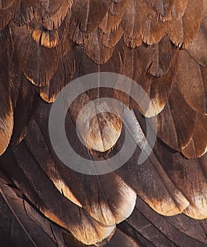 Plumage of a golden eagle