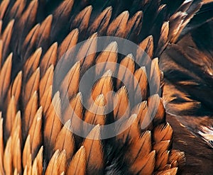 Plumage of a golden eagle