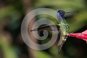 The plumage of the hummingbirds is generally green and they have blue or violet spots in some areas of their body. photo