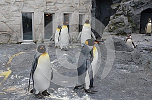 The plumage of the king penguin