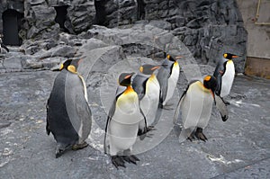 The plumage of the king penguin