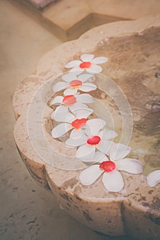 Plumaria or Frangipani flowers floating on the water