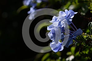 Plumbago