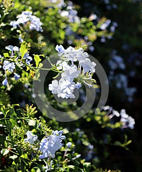 Plumbago