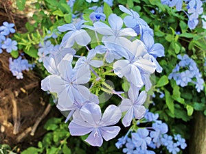 Plumbago