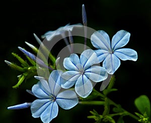 Plumbago