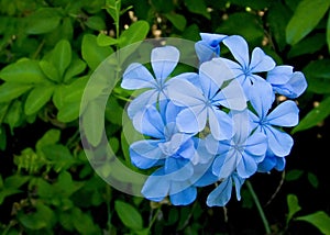 Plumbago auriculata