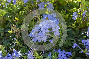 Plumbago auriculata blue flowering plant, cape leadwort five petals flowers in bloom