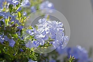 Plumbago auriculata blue flowering plant, cape leadwort five petals flowers in bloom