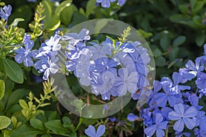 Plumbago auriculata blue flowering plant, cape leadwort five petals flowers in bloom