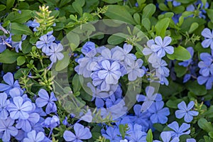 Plumbago auriculata blue flowering tropical plants, cape leadwort five petals flowers in bloom