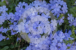 Plumbago auriculata blue flowering tropical plants, cape leadwort five petals flowers in bloom