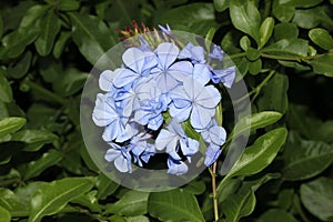 Plumbago auriculata, Blue Plumbago, Cape leadwort