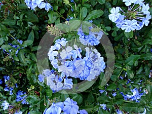 Plumbago auriculata, Cape plumbago