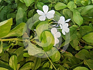 Plumbago auriculata or ceraka biru plant, the flowers are white and beautiful among the green leaves