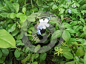 Plumbago auriculata or ceraka biru plant, the flowers are white and beautiful among the green leaves