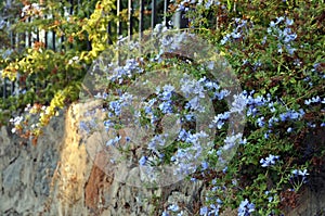 Plumbago Auriculata , commonly known as Plumbago Capensis. Tropical evergreen, flowering shrub