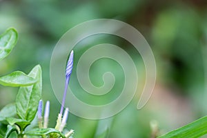 Plumbago auriculata flower bud