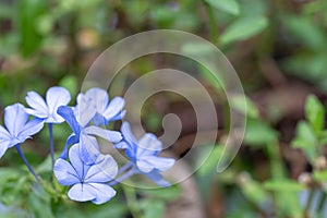 Plumbago auriculata flower