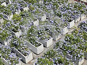 Plumbago auriculata flower in nature garden