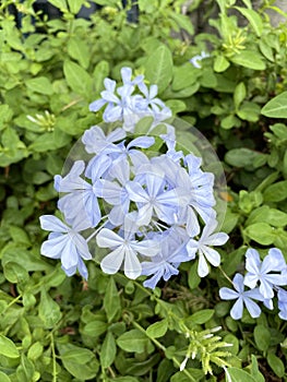 Plumbago auriculata flower in nature garden