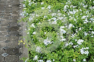 Plumbago auriculata flower in nature garden