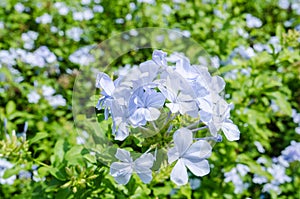 Plumbago auriculata flower